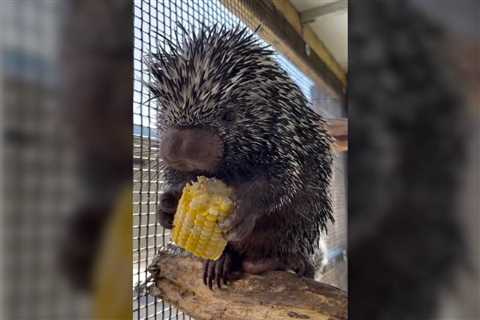 Have You Ever Seen a Porcupine Eating Corn on the Cob?