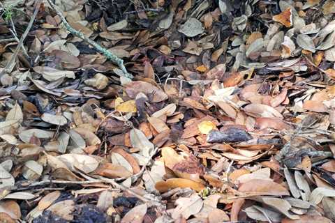 ‘I Still Can’t See It’: Can YOU Find the Copperhead Snake?