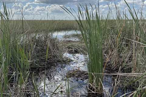 See ‘Ya Later Alligator: Can You Spot the Gator in This Photo?