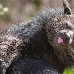 Bearcat Bites Two People At National Zoo Sending Them To The Hospital