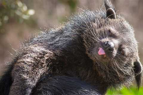 Bearcat Bites Two People At National Zoo Sending Them To The Hospital