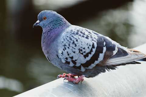 Woman Finds Pigeon On Her Doorstep And Learns Something Interesting
