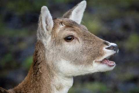 New York Police Handle A Case Of Mistaken Identity With Amusing ‘Masked Suspect’