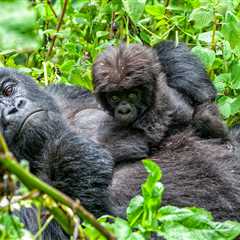 National Park Rejoices After Wild Mountain Gorilla Gives Birth To Twins