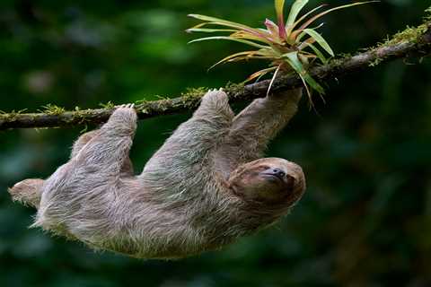 New Immersive Park Is Dedicated To This Surprising Animal
