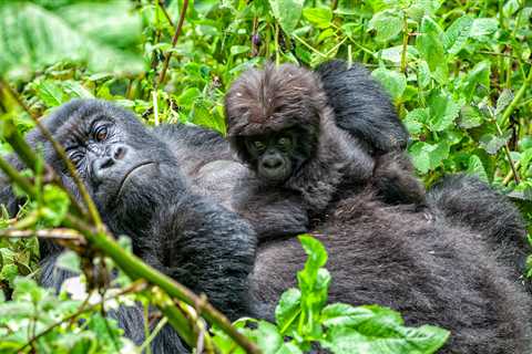 National Park Rejoices After Wild Mountain Gorilla Gives Birth To Twins