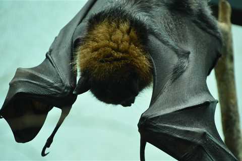 Rescuer Notices Exhausted Wild Animal Clinging To Edge Of A Pool