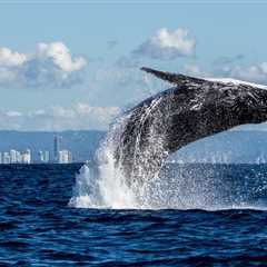 Humpback Whale Stranded On German Beach Finally Swims To Freedom