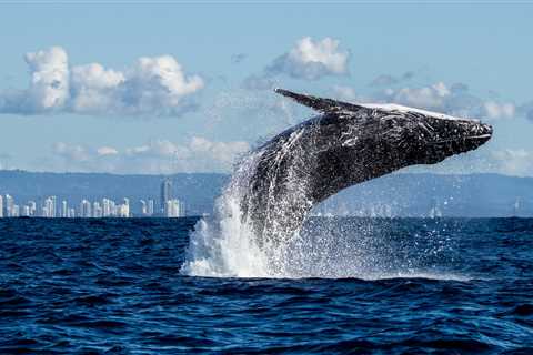 Humpback Whale Stranded On German Beach Finally Swims To Freedom