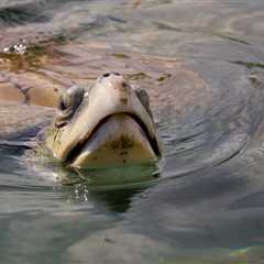 Lifeguard Rescued One Of The World’s Rarest Sea Turtles