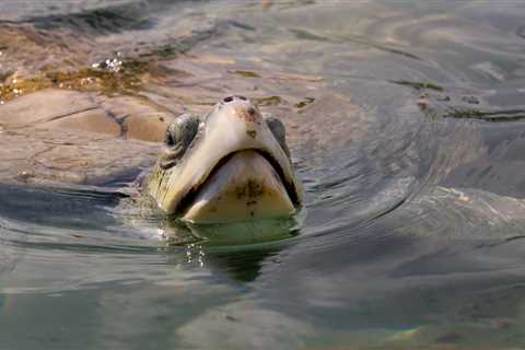 Lifeguard Rescued One Of The World’s Rarest Sea Turtles