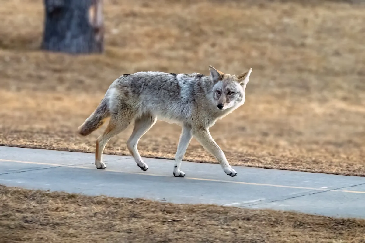 Caught on Security Cam: ‘Mama’ the House Cat vs. Coyote