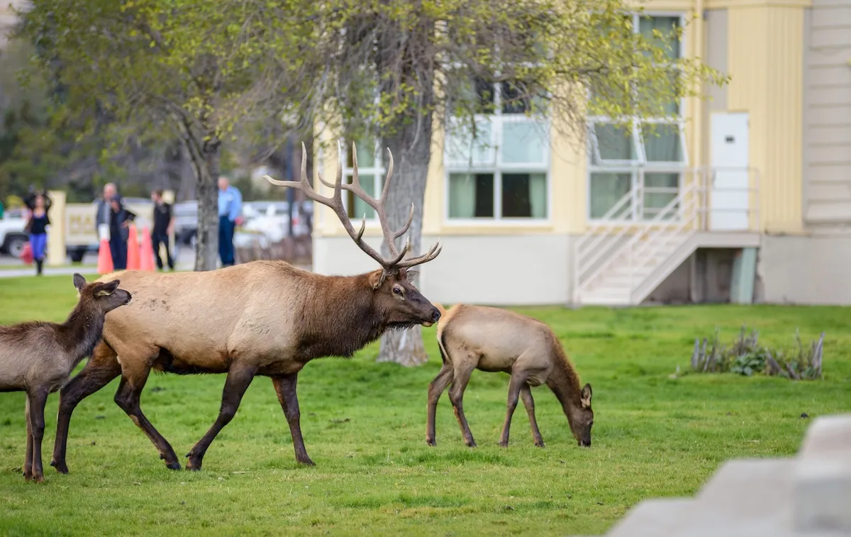 Two Elk Charge at Woman Walking Her Dog in Colorado