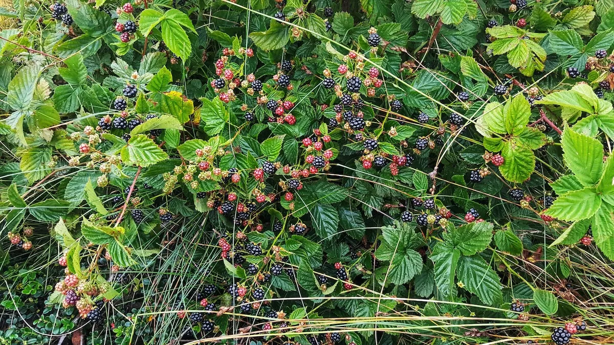 Oregon Teen Became Trapped in Blackberry Bushes