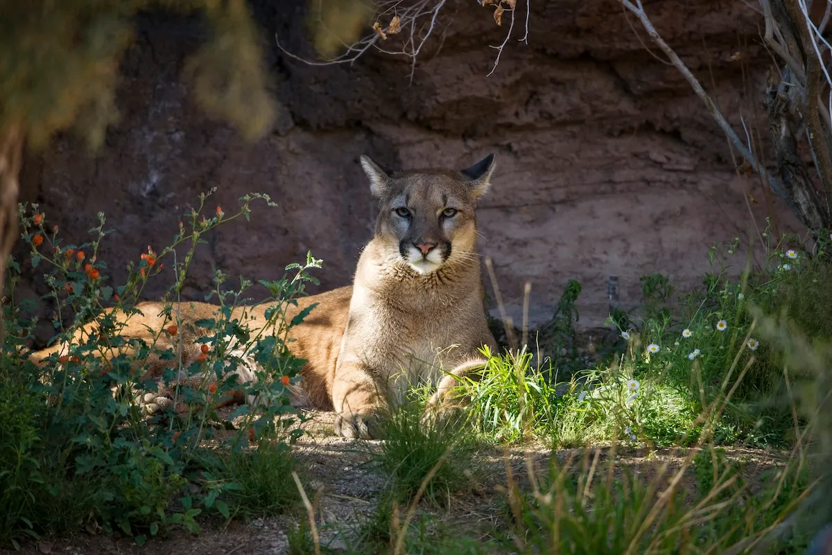 ‘Yikes!’: Woman Zooms up to Find Mountain Lion Staring at Her