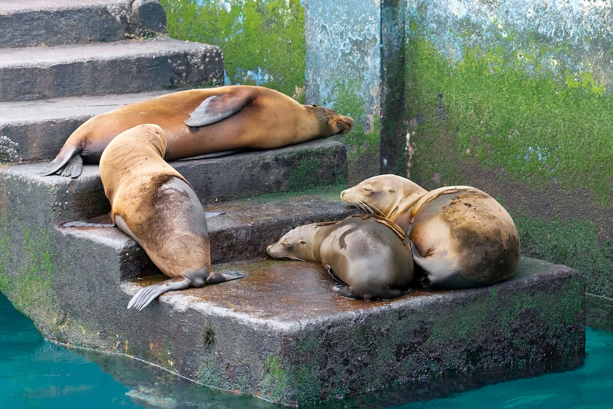 WATCH: Sea Lions Slide Down Stairs at Abandoned Lighthouse