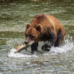 Viral Video: Grizzly Bear Photobombs Fisherman in Alaska