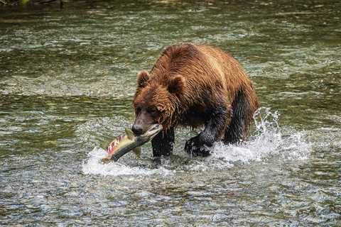Viral Video: Grizzly Bear Photobombs Fisherman in Alaska